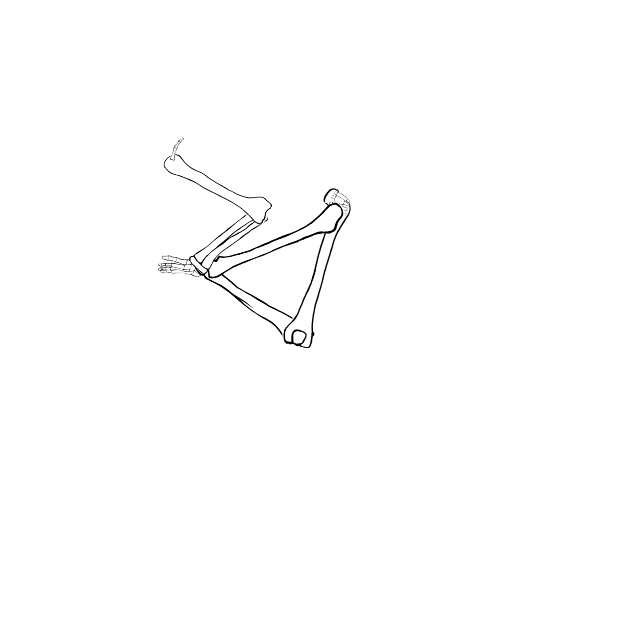 Dem bones dem bones dem – dry bones!