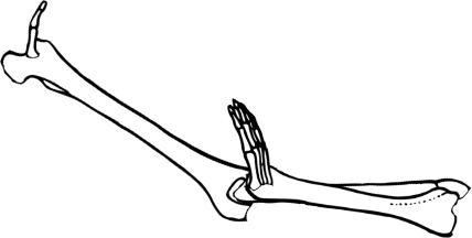 Dem bones dem bones dem – dry bones! Dem bones dem bones dem – extra bones!