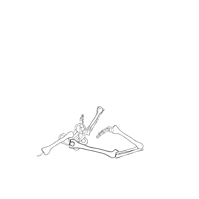 Dem bones dem bones dem – dry bones!