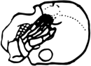 Dem bones dem bones dem – dry bones!