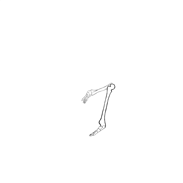 Dem bones dem bones dem – dry bones!