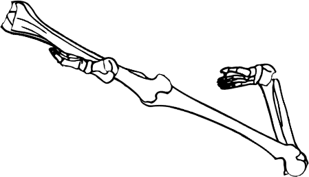 Dem bones dem bones dem – dry bones!