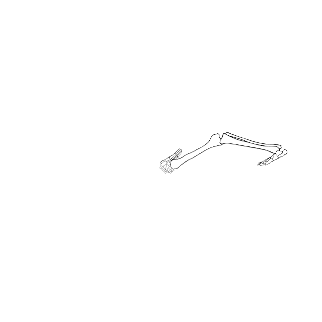 Dem bones dem bones dem – dry bones!