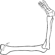 Dem bones dem bones dem – dry bones!