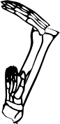 Dem bones dem bones dem – dry bones!