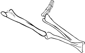 Dem bones dem bones dem – dry bones!