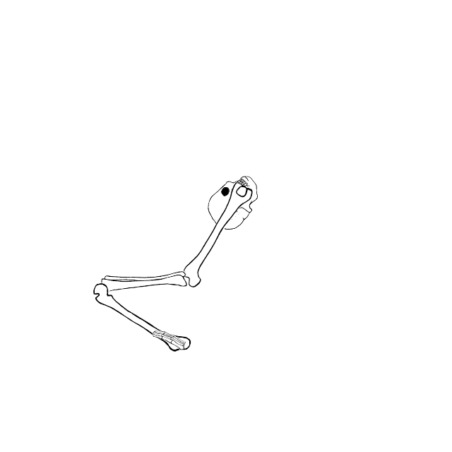 Dem bones dem bones dem – dry bones!