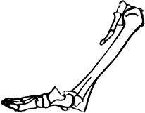 Dem bones dem bones dem – dry bones!