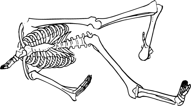 Dem bones dem bones dem – dry bones!