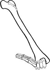 Dem bones dem bones dem – dry bones!
