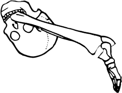 Dem bones dem bones dem – dry bones!