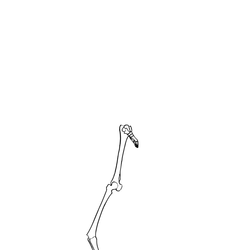 Dem bones dem bones dem – dry bones!