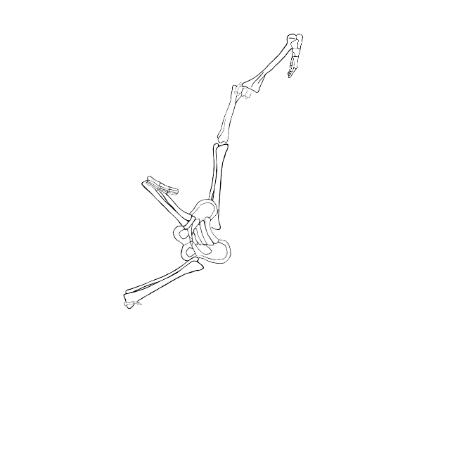 Dem bones dem bones dem – dry bones!
