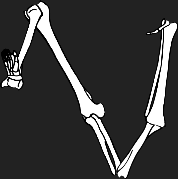 Dem bones dem bones dem – dry bones!