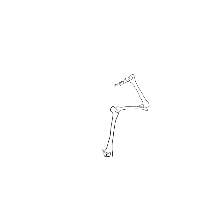 Dem bones dem bones dem – dry bones!