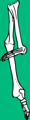 Dem bones dem bones dem – dry bones!