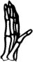Dem bones dem bones dem – dry bones! Dem bones dem bones dem – extra bones!