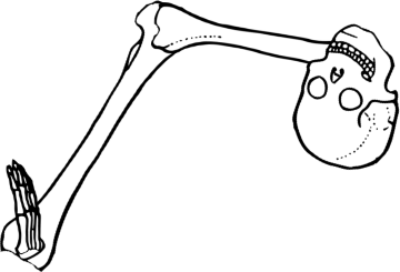 Dem bones dem bones dem – dry bones! Dem bones dem bones dem – extra bones!
