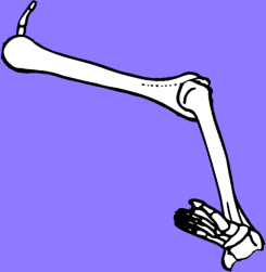 Dem bones dem bones dem – dry bones!