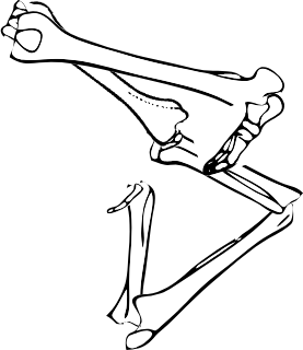 Dem bones dem bones dem – dry bones!