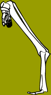 Dem bones dem bones dem – dry bones!