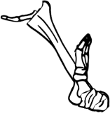 Dem bones dem bones dem – dry bones! Dem bones dem bones dem – extra bones!