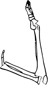Dem bones dem bones dem – dry bones!