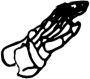 Dem bones dem bones dem – dry bones!