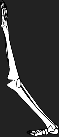 Dem bones dem bones dem – dry bones!
