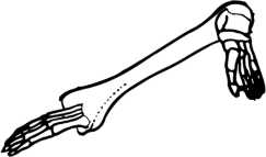 Dem bones dem bones dem – dry bones!