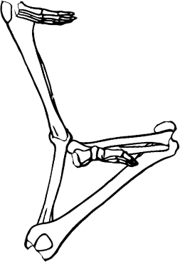 Dem bones dem bones dem – dry bones! Dem bones dem bones dem – extra bones!
