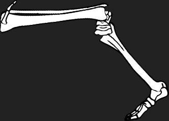 Dem bones dem bones dem – dry bones!
