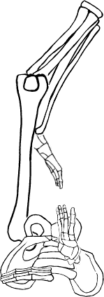 Dem bones dem bones dem – dry bones!