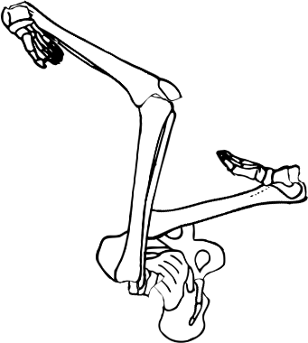 Dem bones dem bones dem – dry bones!