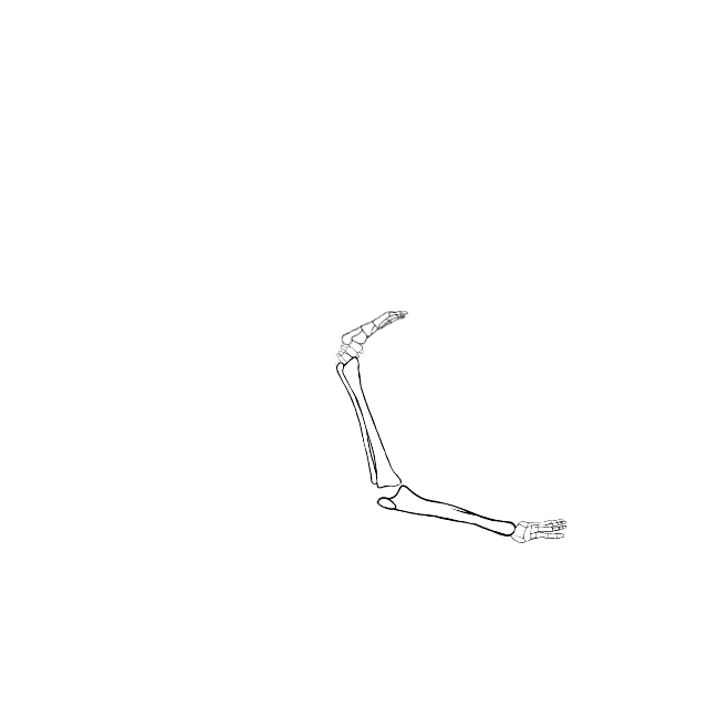 Dem bones dem bones dem – dry bones!