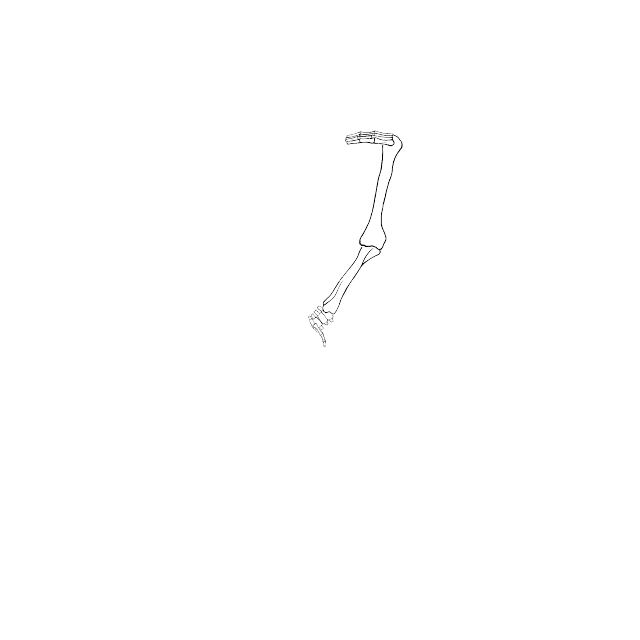 Dem bones dem bones dem – dry bones!