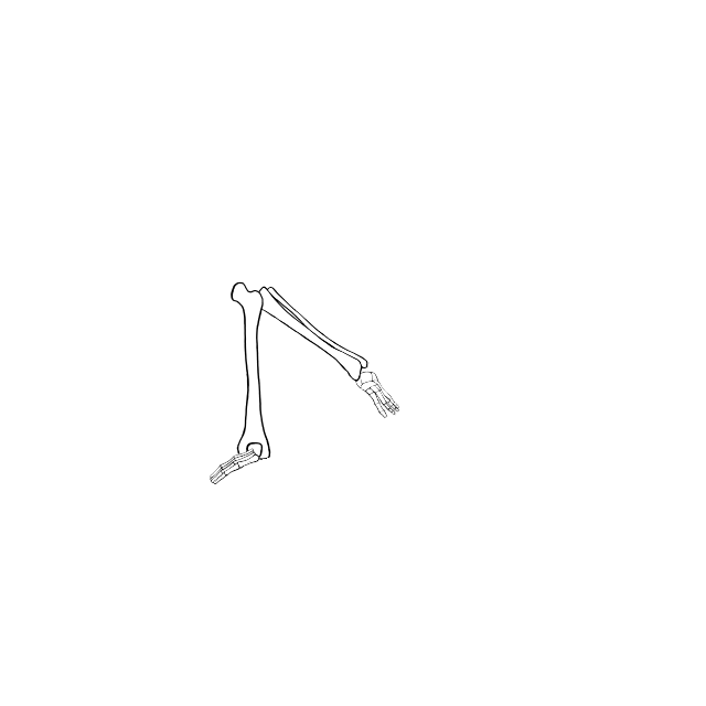 Dem bones dem bones dem – dry bones!