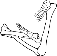Dem bones dem bones dem – dry bones!
