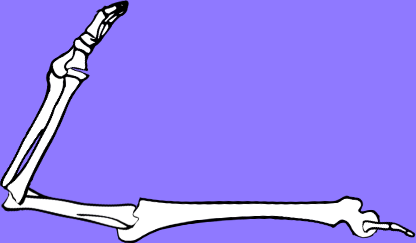 Dem bones dem bones dem – dry bones!