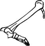 Dem bones dem bones dem – dry bones!