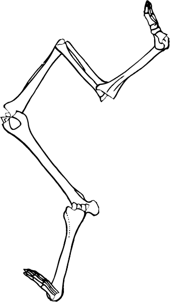 Dem bones dem bones dem – dry bones! Dem bones dem bones dem – extra bones!