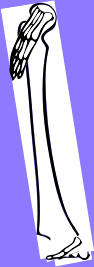 Dem bones dem bones dem – dry bones!