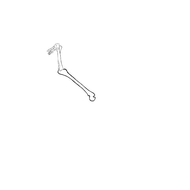 Dem bones dem bones dem – dry bones!