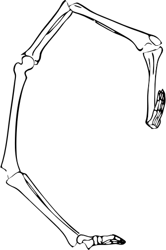 Dem bones dem bones dem – dry bones!