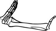 Dem bones dem bones dem – dry bones!