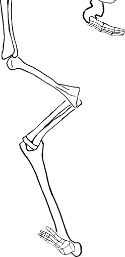 Dem bones dem bones dem – dry bones!