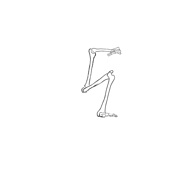 Dem bones dem bones dem – dry bones!
