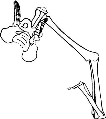 Dem bones dem bones dem – dry bones!