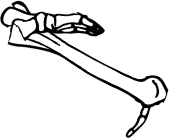 Dem bones dem bones dem – dry bones!