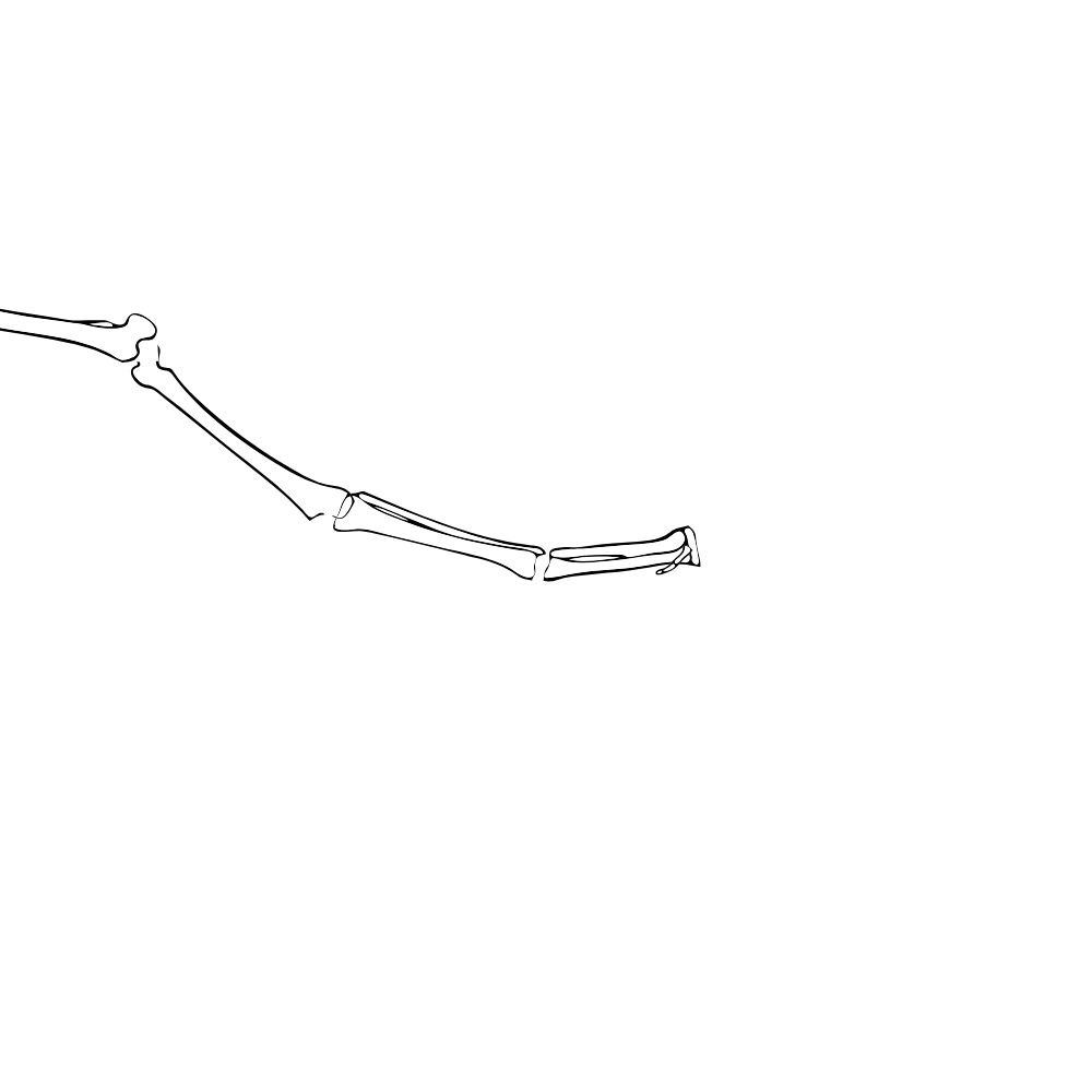 Dem bones dem bones dem – dry bones!